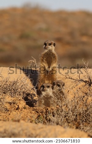 three meerkats in the morning sun