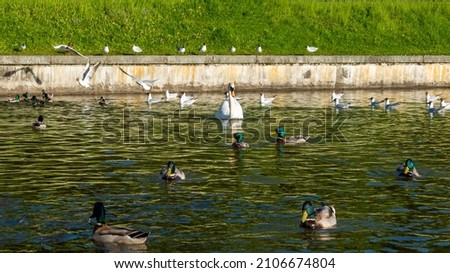 different wild birds on the same pond. swan, ducks and seagulls. background picture.