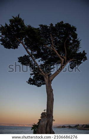 The Monterey Bay Tree at sunset California USA 