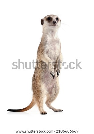 Funny meerkat stands on its hind legs and looks into the camera isolated on a white background
