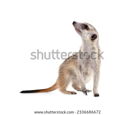 Funny meerkat looks up isolated on a white background
