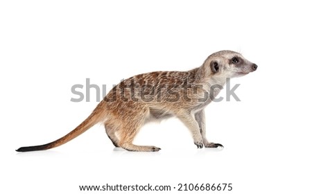 Funny meerkat isolated on a white background
