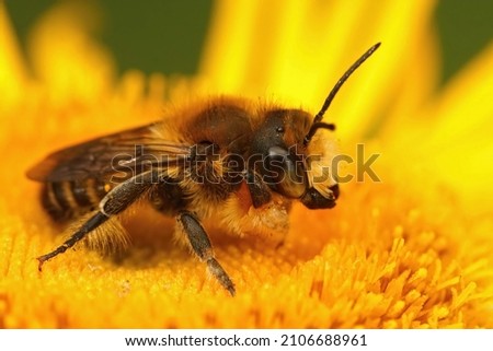 Closeup on a female Willughby's leafcutter bee, Megachile willughbiella sitting on a yellow flower of Inula officinalis in the garden Royalty-Free Stock Photo #2106688961