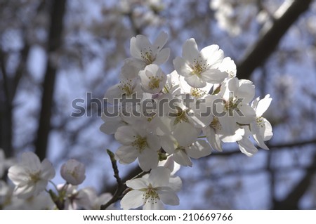 An Image of Prunus Yedoensis