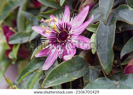                  beautiful passiflora flower close up               Royalty-Free Stock Photo #2106701429