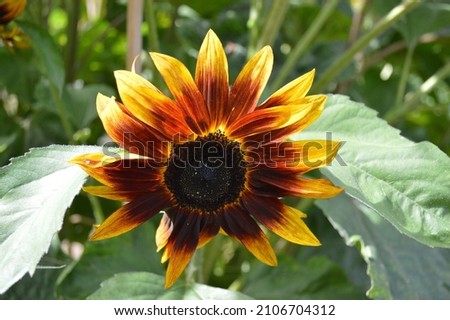 Close up of Sunflower Helianthus annuus Moulin Rouge. Royalty-Free Stock Photo #2106704312