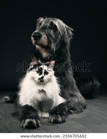 portrait of a cat and a dog, a joint portrait of an Irish wolfhound and a munchkin cat