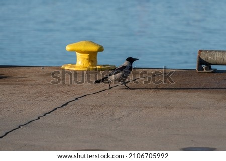 Crow walking past a yellow bollard.
