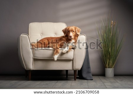 dog on a chair. Nova Scotia duck tolling retriever at home. Pet indoor