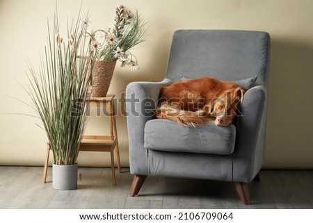 dog on a chair. Nova Scotia duck tolling retriever at home. Pet indoor
