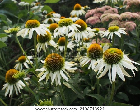 Bunch of white Coneflowers blooming in the garden. Close-up shot under bright light tone. Royalty-Free Stock Photo #2106713924