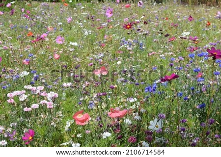 Close up of a field of annual wild flower meadow.