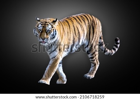 Aggressive tiger with hard looking isolated on black background