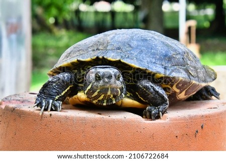 Photo Picture of Red Eared Terrapin Trachemys Scripta Elegans Tortoise Royalty-Free Stock Photo #2106722684