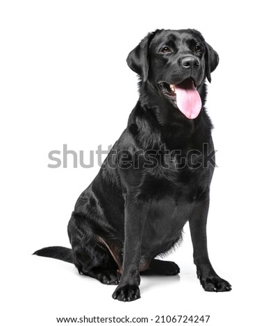 Black Labrador retriever Dog on Isolated Black Background in studio Royalty-Free Stock Photo #2106724247