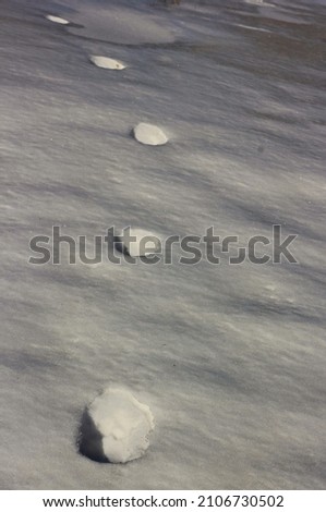 Fresh tracks of local wild animals on the fresh snow.