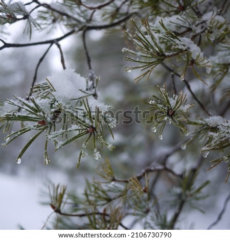 Pine branches in the snow. Beautiful winter picture.