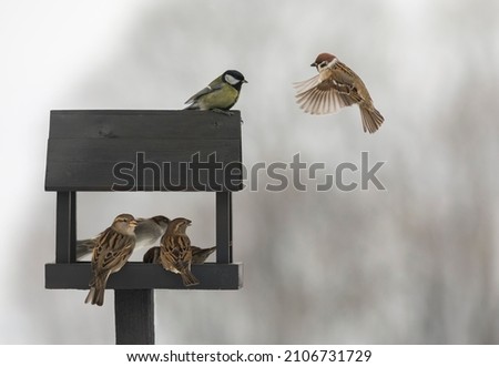 flock of small birds sparrows flew to a wooden feeder house in the park Royalty-Free Stock Photo #2106731729