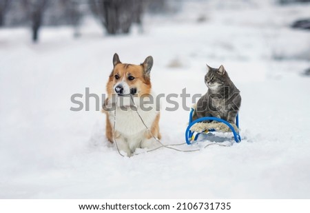cute dog corgi sledding a striped cat in a winter park