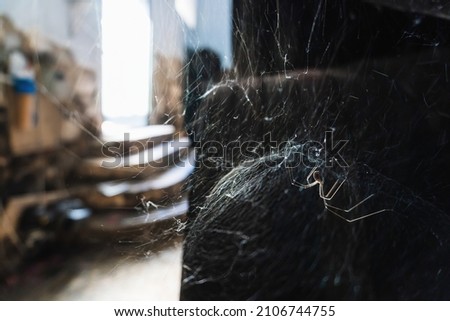 Stock photo of small spider moving in his spider web.