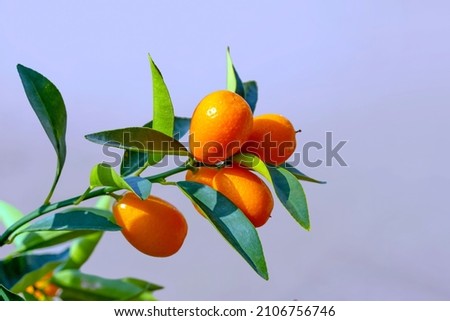 Fresh kumquat fruits on the tree Royalty-Free Stock Photo #2106756746