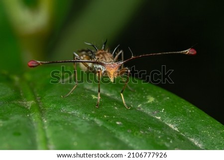 A close up shot of a stalk-eyed fly on a green leaf. Royalty-Free Stock Photo #2106777926