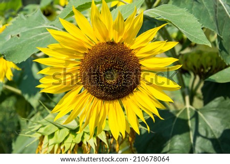 young sunflower on a background of clear sky