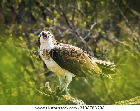 Hungry Osprey with fish in his claws 