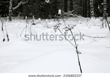 Snow covered dry grass in the forest