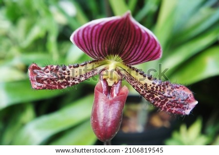 Paphiopedilum or blossom Venus slipper is genus of the lady slipper orchid. Venus slipper. Paphiopedilum orchid flowers concept. Lady orchid in Thailand is a tropical endangered orchid species.