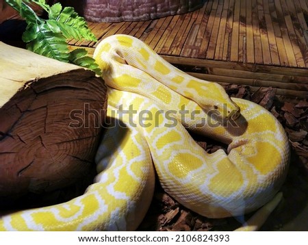 Reptiles of our planet. Albino burmese python  (scientific name Python Molurus Bivittatus). A large non-toxic snake from the genus of real pythons. One of the most famous species of the genus. 