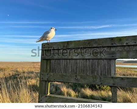 Red bill sea gull perched on wooden bird watching hide in Cley Norfolk East Anglia UK nature reserve by beach on grassy wet marshland landscape with beautiful vast blue clear skies Winter