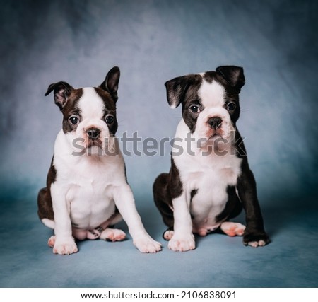 two black and white puppies on a blue background