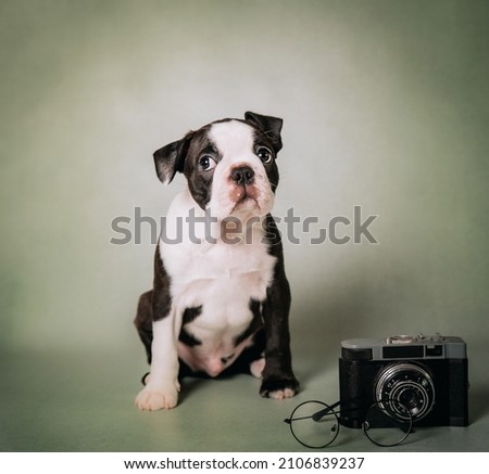 puppy on a green background posing in the studio with a retro camera