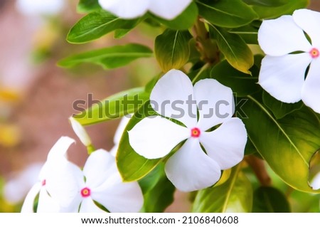 Jasmine Flower HD Landscape JPEG