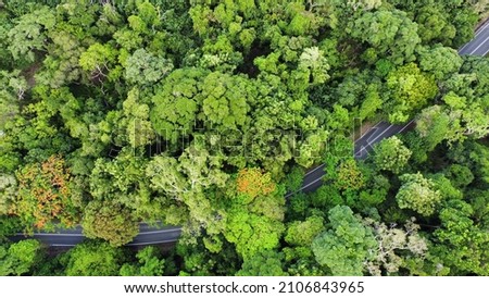 Aerial photo Road In The Rainforest 