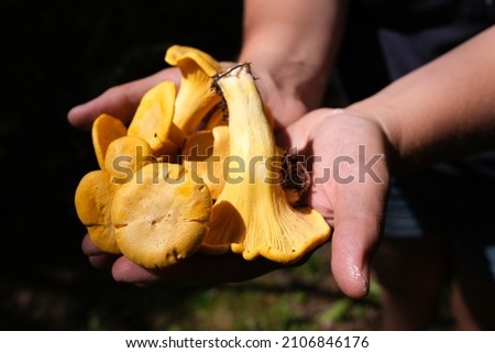 Chanterelle mushroom foraging in the forest Royalty-Free Stock Photo #2106846176