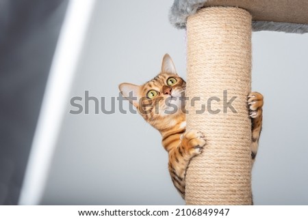 Funny domestic cat climbs up the cat pole. Royalty-Free Stock Photo #2106849947
