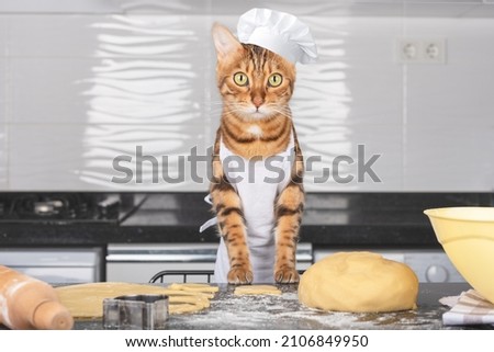 Charming domestic cat - the cook bakes cookies in the kitchen. Royalty-Free Stock Photo #2106849950