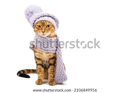 Isolated on white background domestic cat in purple clothes. Cold winter concept.