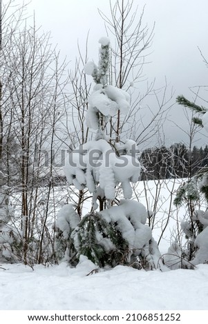 Scenic image of trees. Frosty day, calm winter scene. Great view of the wild, beautiful landscape in winter