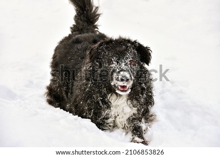 black dog plays in the snow. dog face covered in snow. High quality photo