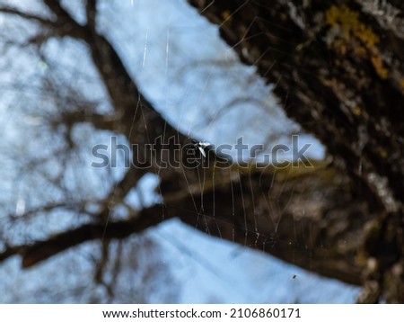 Small insect caught in a spider web hanging in the air with visible tree trunk and branches in bright sunlight in spring with blue sky in background