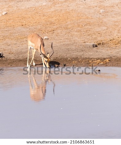 Picture of impala drinking water in Namibia