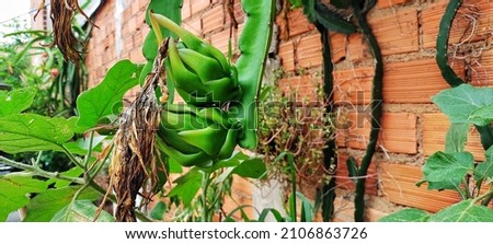 pitaya, green fruit on the tree, on the fence