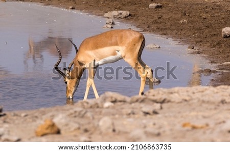 Picture of impala drinking water in Namibia