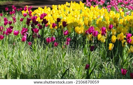 Colorful purple and yellow tulips blossom in spring park, large format