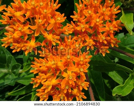Butterfly weed (Asclepias tuberosa), also known as orange milkweed, in flower (bloom) Royalty-Free Stock Photo #2106894830