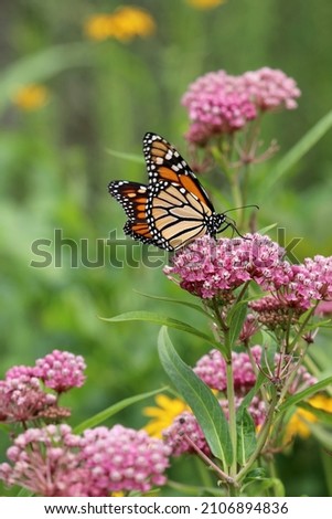 Swamp milkweed (Asclepias incarnata) in bloom with a monarch butterfly (Danaus plexippus) feeding on nectar in the flowers Royalty-Free Stock Photo #2106894836