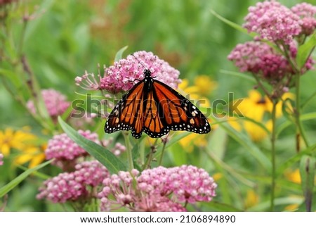 Swamp milkweed (Asclepias incarnata) in bloom with a monarch butterfly (Danaus plexippus) feeding on nectar in the flowers Royalty-Free Stock Photo #2106894890